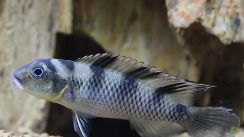 Nanochromis - Zwergbuntbarsche aus Westafrika