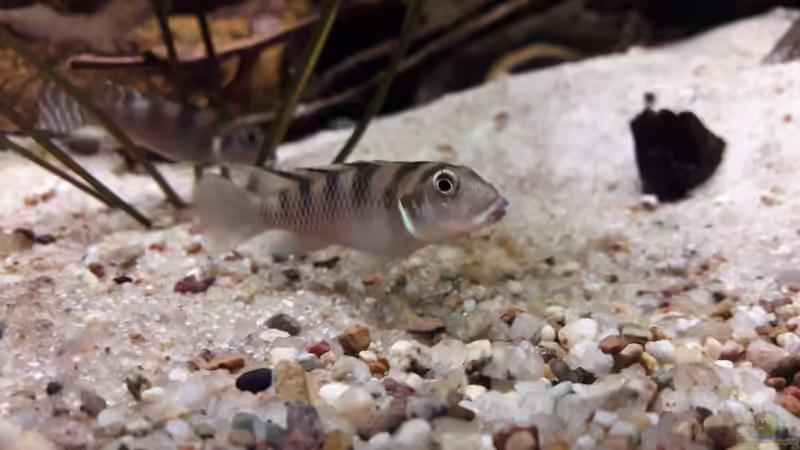 Nanochromis im Aquarium halten (Einrichtungsbeispiele für Nanochromis-Arten)