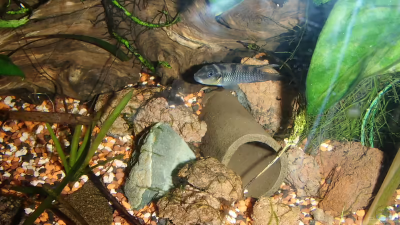 Nanochromis transvestitus und Atya gabonensis sind jetzt Höhlennachbarn :) von Pflanzennarr (63)