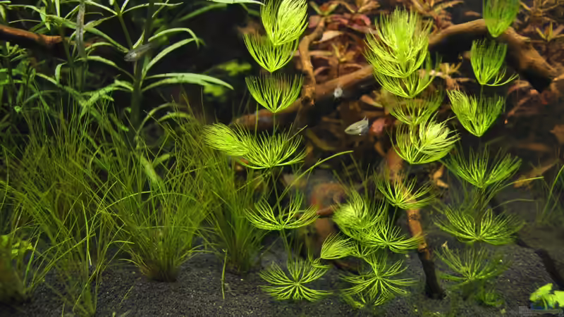 NanoCube von Asterrati (6)