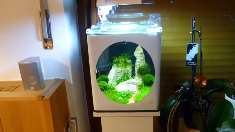 NanoEnie von tanja4 (3)