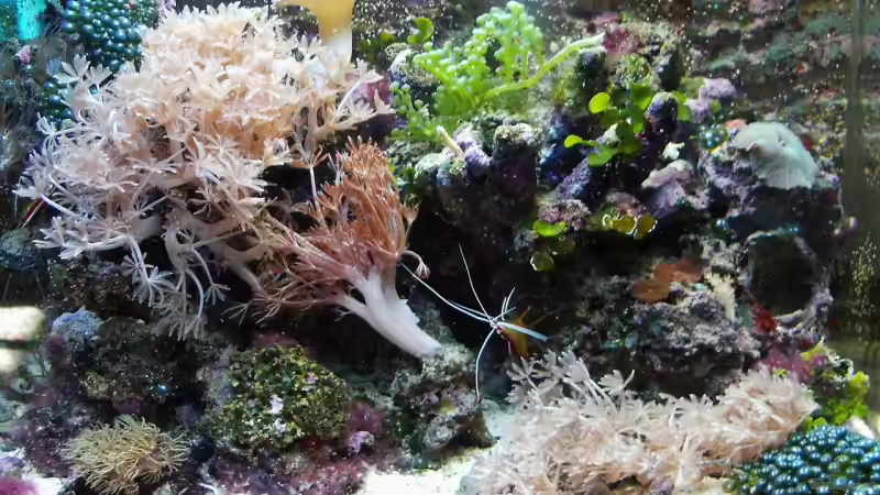 Nanoriff 42 l  -  29.09.2007 von Putorius Furo (2)