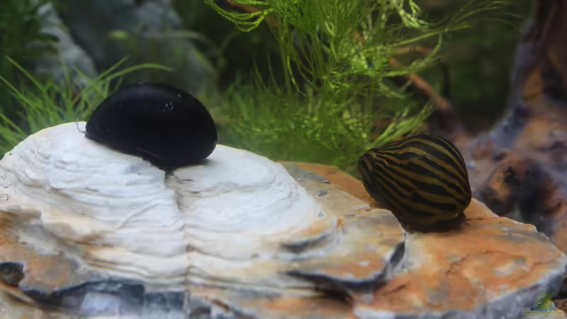 Napfschnecke + Zebrarennschnecke von Campi (6)
