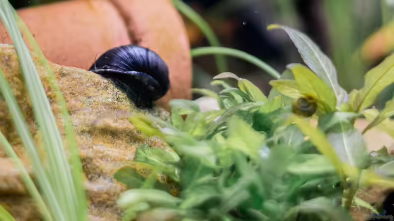 Napfschnecke die zur Putzkolanne gehört von Herr Lampe (90)