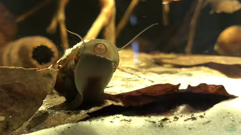 Napfschnecke (Gruppe von 6 Tieren) von JuJu (19)