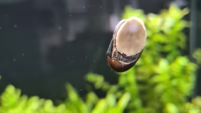 Napfschnecke von domnk (27)