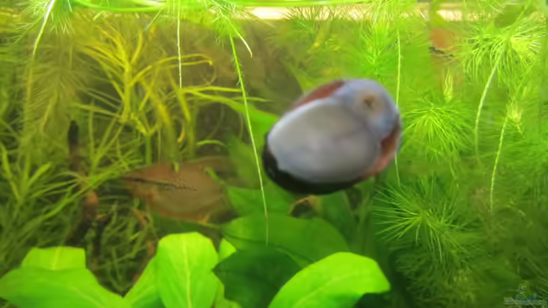 Napfschnecke von Mofafi-Liebhaber (71)