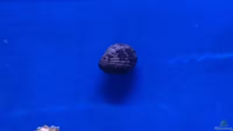 Napfschnecke von WittaMine (61)