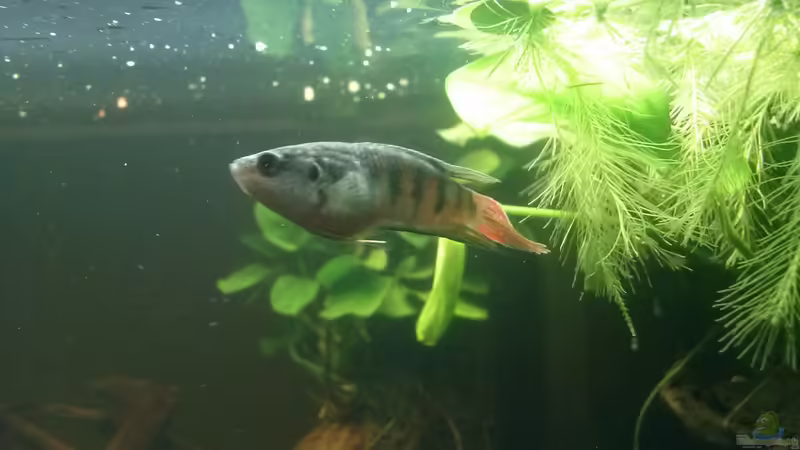 Napoleon von FleXx0 (34)