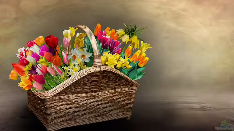 Narzissen im Blumenstrauß - schöne Blüte, aber schlechte Nachbarschaft