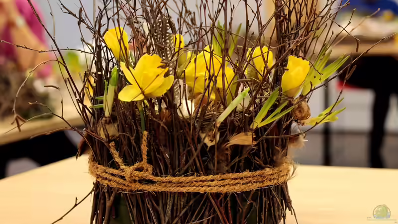 Narzissen im Blumenstrauß - schöne Blüte, aber schlechte Nachbarschaft