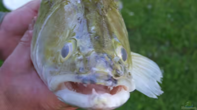 Nase, Drücker und andere lustige Fischnamen