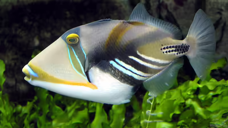 Nase, Drücker und andere lustige Fischnamen