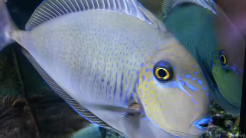 Nashorndoktor alias ´Gefräßige Liesl´ von Truthahnmann (44)