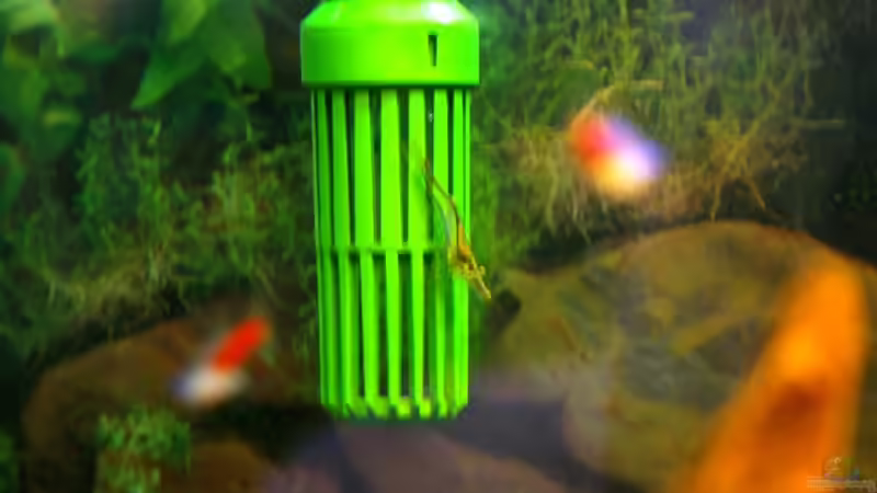 Nashorngarnele von Denis Aschenbach (14)