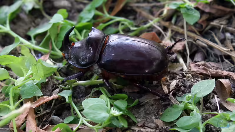Nashornkäfer sind beliebte Terrariumbewohner