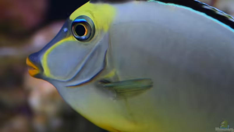 Aquarien mit Naso lituratus (Kuhkopf-Doktorfisch)