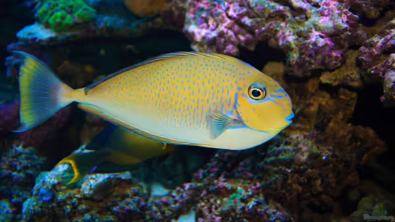 Naso vlamingii - Masken-Nasendoktor von meerwasser-gb (53)