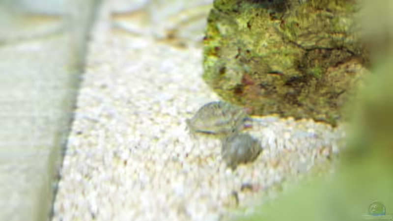 Nassarius Vibex von Uwe Zawadski (6)