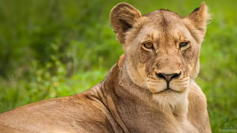 Nationalparks in Afrika - Ein tiefer Blick in die wilden Herzschläge eines Kontinents