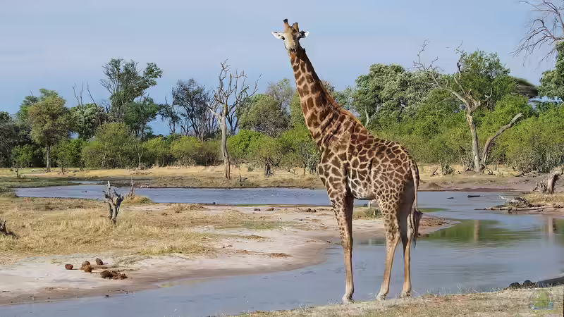 Nationalparks in Afrika - Ein tiefer Blick in die wilden Herzschläge eines Kontinents