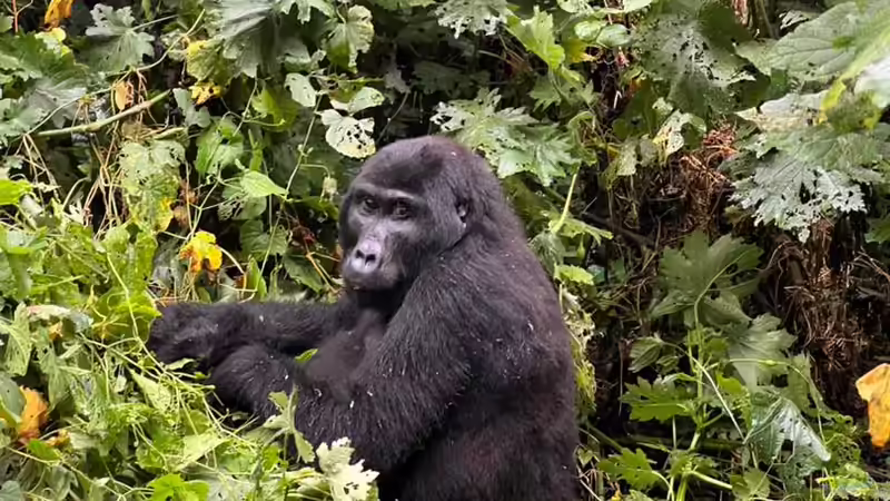 Nationalparks in Afrika - Ein tiefer Blick in die wilden Herzschläge eines Kontinents