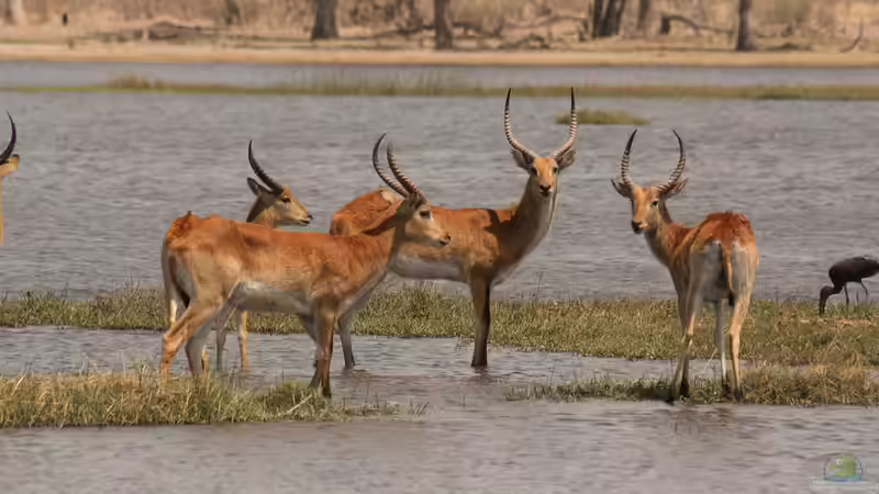 Nationalparks in Afrika - Ein tiefer Blick in die wilden Herzschläge eines Kontinents