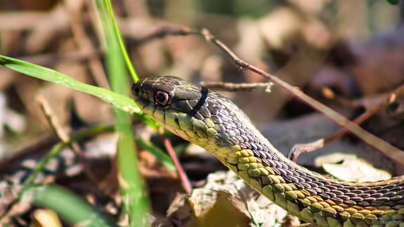 Nattern: Das sind die beliebten Terrarien-Schlangen