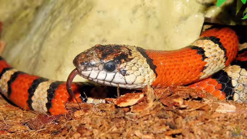 Nattern: Das sind die beliebten Terrarien-Schlangen
