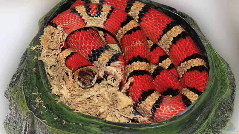 Nattern: Das sind die beliebten Terrarien-Schlangen