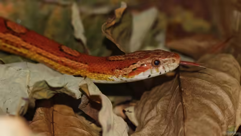 Nattern: Das sind die beliebten Terrarien-Schlangen