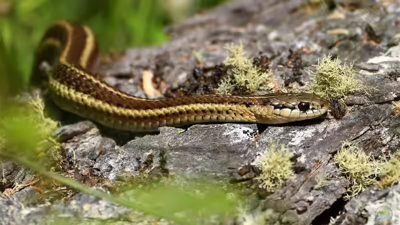 Nattern: Das sind die beliebten Terrarien-Schlangen