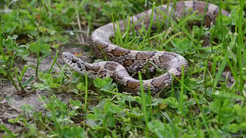 Nattern aus Nordamerika: Artenvielfalt, Lebensräume und Haltung im Terrarium