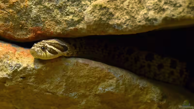 Nattern aus Nordamerika: Artenvielfalt, Lebensräume und Haltung im Terrarium