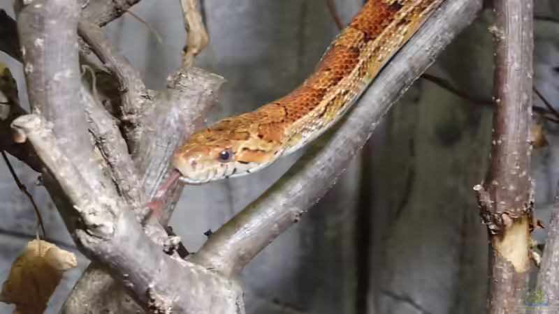 Nattern aus Nordamerika: Artenvielfalt, Lebensräume und Haltung im Terrarium