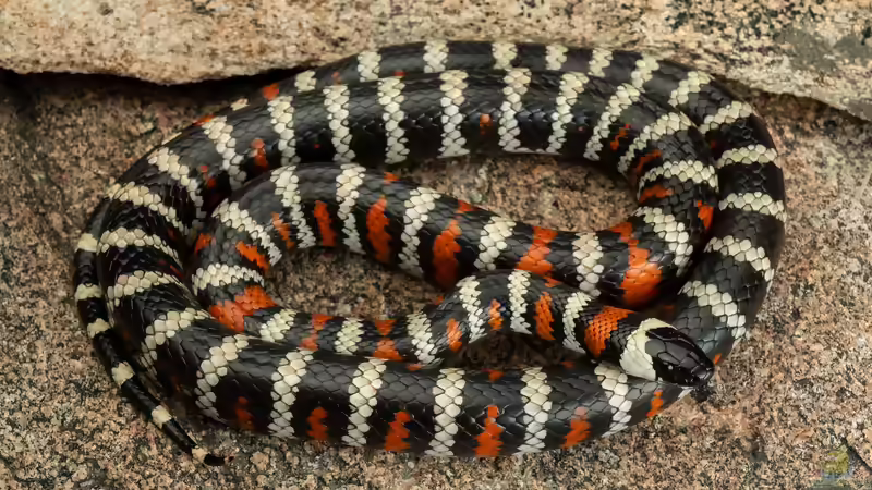Nattern aus Nordamerika: Artenvielfalt, Lebensräume und Haltung im Terrarium