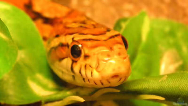 Nattern aus Nordamerika: Artenvielfalt, Lebensräume und Haltung im Terrarium