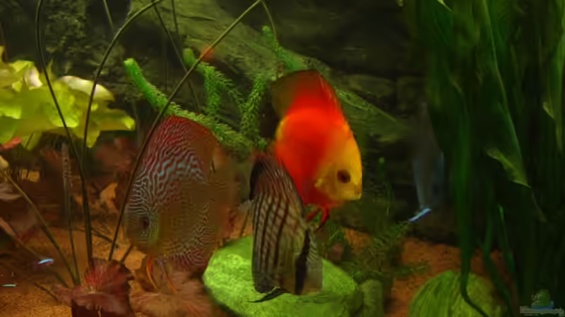 Natürlich Diskus von Dimi Georgomanos (8)