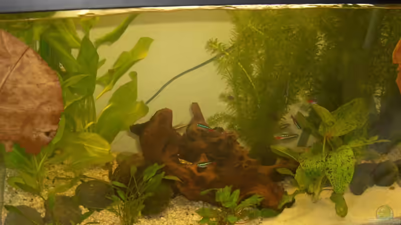 natürlich Natur von fischis EF (1)