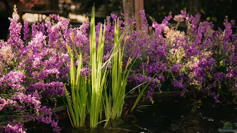 Natürlich schön, aber nicht immer harmlos: Was man über Giftstoffe aus Teichpflanzen wissen sollte