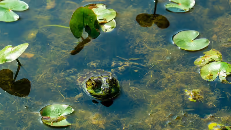 Natürlich schön, aber nicht immer harmlos: Was man über Giftstoffe aus Teichpflanzen wissen sollte