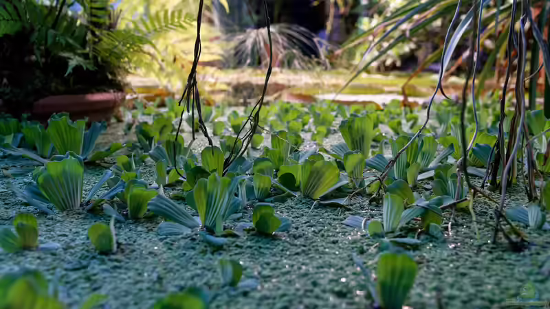 Natürlich schön, aber nicht immer harmlos: Was man über Giftstoffe aus Teichpflanzen wissen sollte