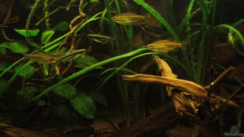 Natürliche Elemente der Gestaltung im Aquarium! von Bämbel (36)