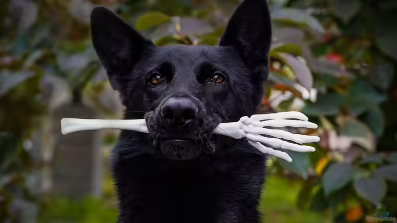 Natürliche Kauartikel für Hunde: Wofür sollte man sich entscheiden?