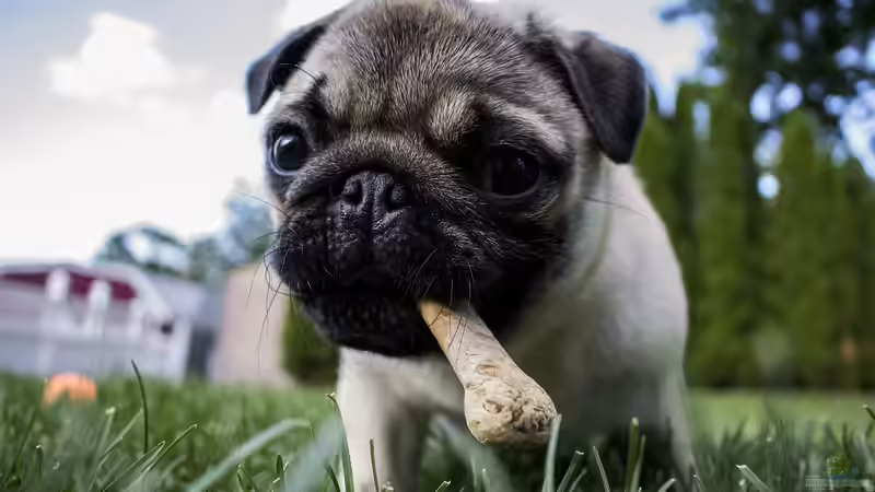 Natürliche Kauartikel für Hunde: Wofür sollte man sich entscheiden?