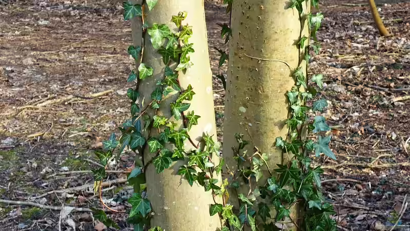 Natürliche Kletterhilfe: Efeu an Bäumen