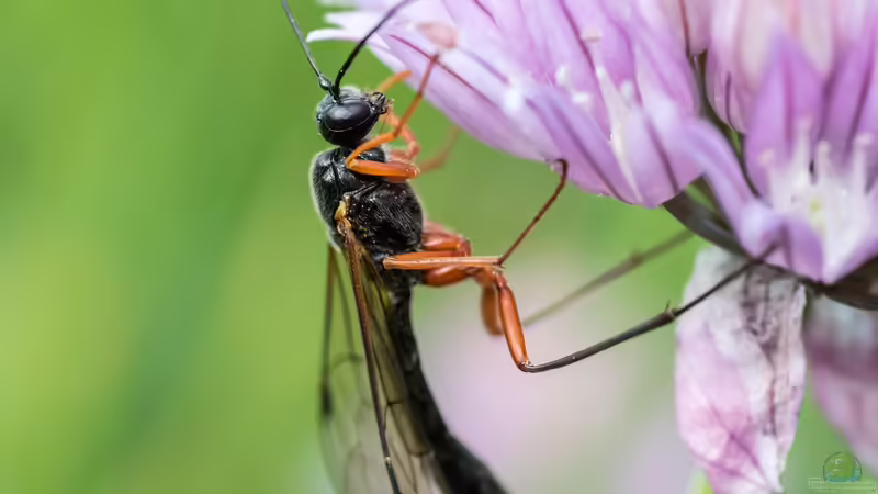 Natürliche Schädlingsbekämpfung mit Schlupfwespen