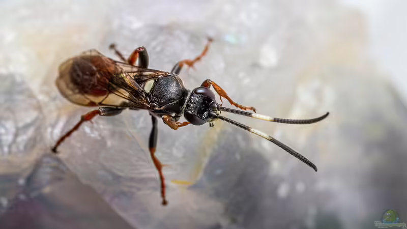 Natürliche Schädlingsbekämpfung mit Schlupfwespen