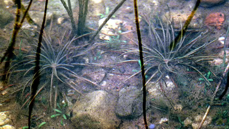 Natürlicher Unterwasserrasen im Teich: Grasartige Pflanzen als dekorativer Bodendecker