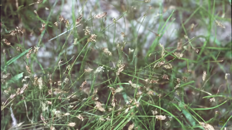 Natürlicher Unterwasserrasen im Teich: Grasartige Pflanzen als dekorativer Bodendecker